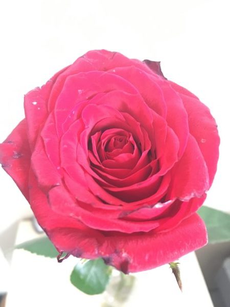 真紅のバラの花1輪を真上から撮影。花びらが何重にもなり美くしい。