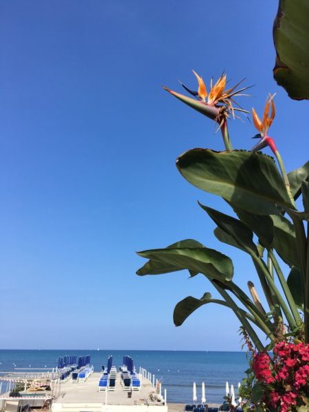 写真の中央に桟橋、桟橋の上にはビーチベットとパラソル。写真右には手前に写る植物が写っている。空と海の青と植物の緑のコントラストが美しい。